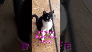 保護猫団体みなとねこでは、1/26(日)芝浦(最寄駅JR田町駅)13:00から保護猫譲渡会を開催いたします。しずくちゃんも参加予定です。ご予約お待ちしております！　#里親募集中