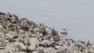 ソリハシシギ純大群　過去に出会ったことない数の群れ！　24/9　Terek Sandpiper