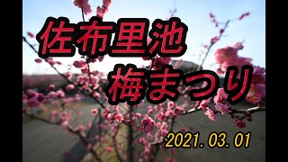 愛知県知多市　佐布里池　梅まつり20210301