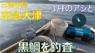 ♯67【京急大津ボート釣り】アジ＆一発大物！冬パターンはいつまで続くか？