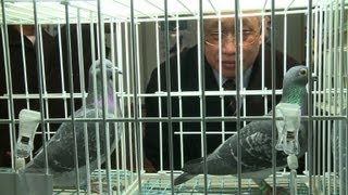 Le pigeon voyageur belge, la nouvelle passion des riches Chinois