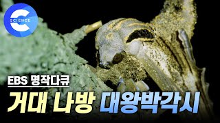 신기한 곤충의 세계 ! 애벌레 크기부터 남다른 '대왕박각시' | 사슴풍뎅이의 짝짓기 | 장수풍뎅이