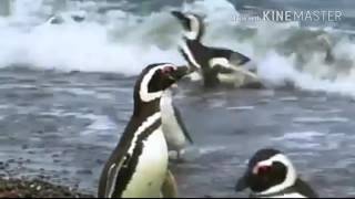 Home wrecking penguin