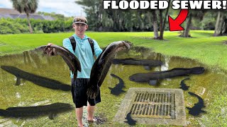 CATCHING INVASIVE FISH in FLOODED SEWER!