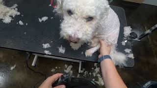 SEVERELY Matted White POODLE