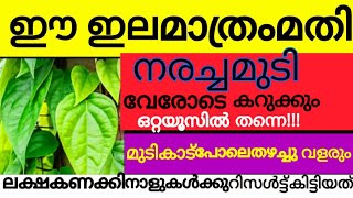 നരച്ചമുടിവേരോടെകറുക്കാനുംമുടിതഴച്ചുവളരാനുംഇതുമതി/Natural hair dye/gray hair remedy/dye