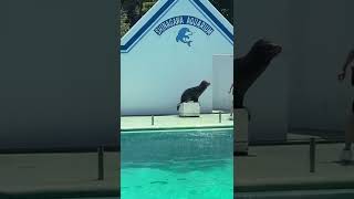 アシカ体操第一　品川水族館　Sea lion exercises