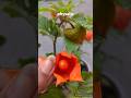 Golden berries,cape goose berries#shorts #shortsfeed#fruit #ytshorts #satisfying #garden