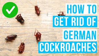 How to GET RID OF GERMAN COCKROACHES