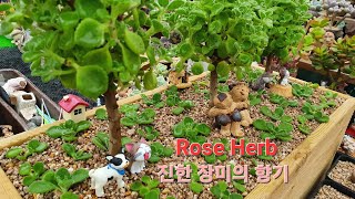 장미허브 외목대 키워보기/외목대 Rose Herb 심기 / #화분소품장식 #succulent_plant #방부목화분