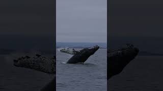 Humpback breaching