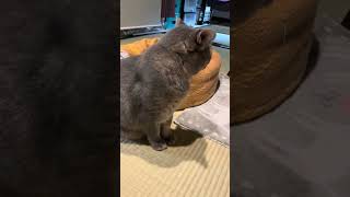 #風の猫　冬用ベッドが用意されても..　突然の変わりように警戒する猫…　#shorts #cat #風野工房で暮らす雄猫さっちゃんと同居人のおばあちゃんの日々 #保護猫