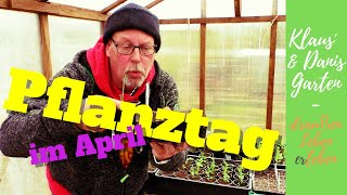 Pflanztag im April / Wie vertragen sich Zwiebeln, Blumenkohl, Tomaten, Gurken, Erbsen und Möhren?