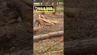 Práca v lese! HARDWOOD STIHL 261c