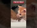 ミニミニ子猫兄弟の寝起き cat kitten 猫 子猫 ねこ こねこ animal cute 猫のいる暮らし shorts 保護猫