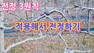 사과나무 전정 3원칙(전정하기)