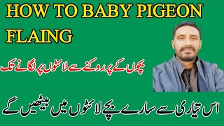 How to baby pigeon flying From stopping the children to putting them on the lights,