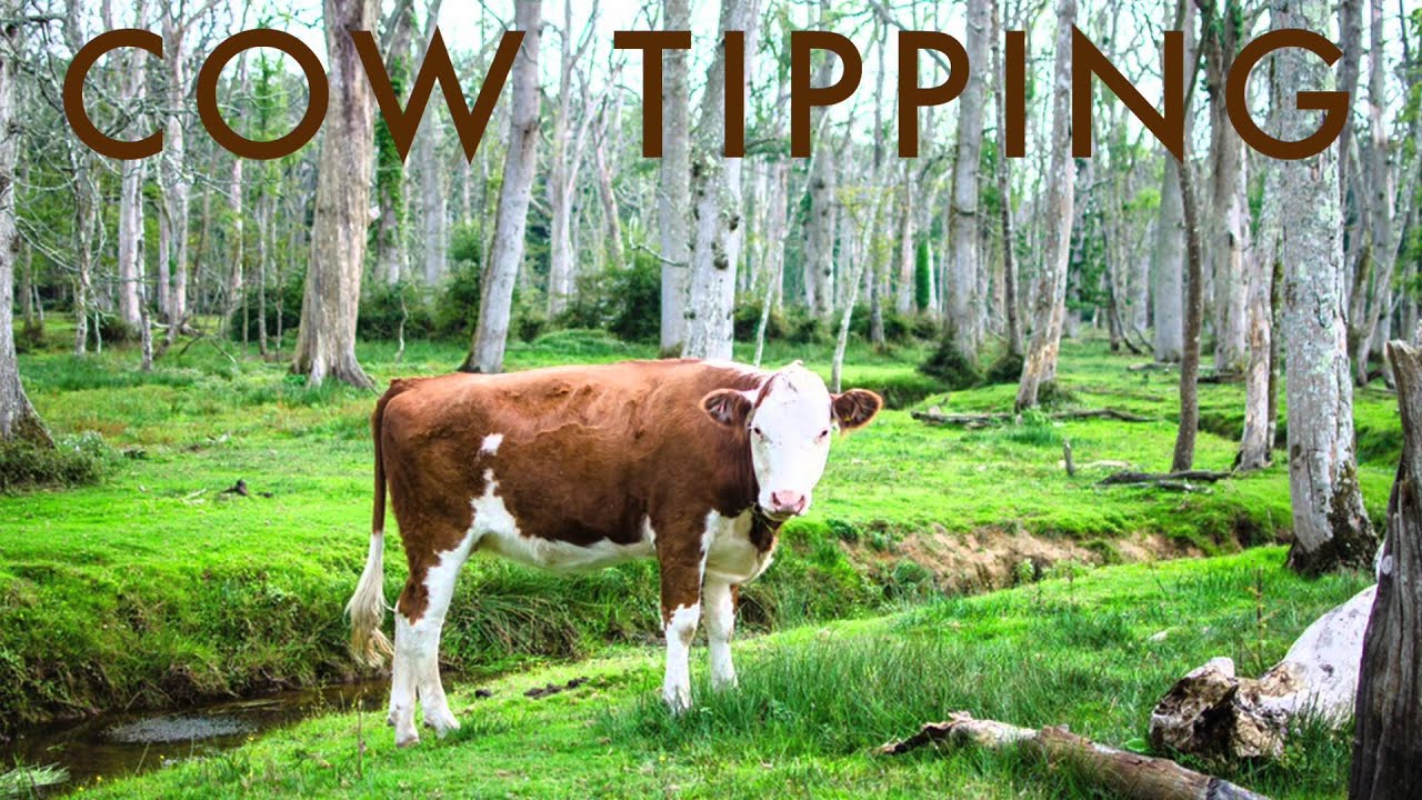 Cow Tipping - YouTube