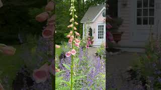 Beautiful Cottage Garden Tour!! See long video!! 💗🌸💗