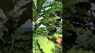 പേരറിയാത്ത ചെടി | Unknown plant | #plants #plant #unknown #malayalam #shorts #short #viral #trending