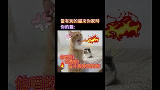 別的貓來你家時貓咪的反應 #meme #梗圖 #迷因 #搞笑 #貓咪 #cat #吃醋 #笑話 #shorts