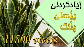 زیادکردنی ڕووەکی پێستی پڵنگ - إكثار نبات جلد النمر - Sansevieria Propagation