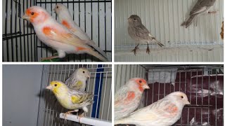 Canaris.. Astuces pour accélérer la reproduction chez mon élevage