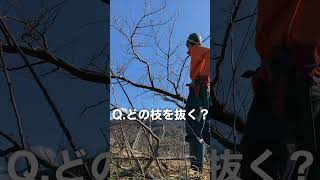 どの太枝を切るべきかな？【剪定の方法】 #shorts