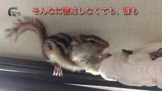 【シマリス🐿】2016.7-3 ひまタネ食べ放題！