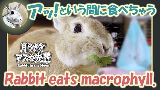 アッ! という間に食べちゃう【 ウサギのだいだい 】　2019年12月19日