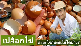 ประโยชน์ของเปลือกไข่ ต่อต้นไม้