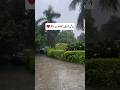 Beautiful rainy day ❤️🌧️#rain #rainsounds #rainyday #beautifulview #shorts #ytshort #viralvideo