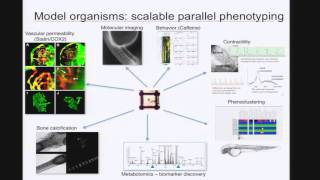 Integrating Model Organism Data around Clinical Genomics - Calum MacRae