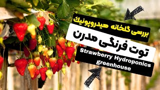 بررسی و معرفی گلخانه توت فرنگی هیدروپونیک | Strawberry Hydroponics greenhouse