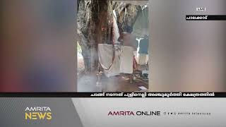 പാലക്കാട് കോട്ടായിയില്‍ ആലിനും ആര്യവേപ്പിനും കല്യാണം | Amrita News