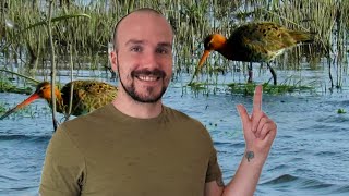 British Wildlife - WADING BIRDS at WWT Welney Wetland Centre