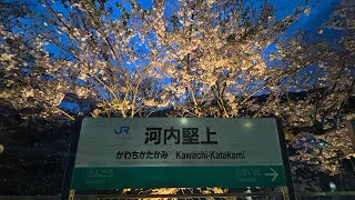 [大和路快速×夜桜]満開！河内堅上駅！