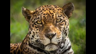 Have You Had a Chance to See Jaguars Up Close?