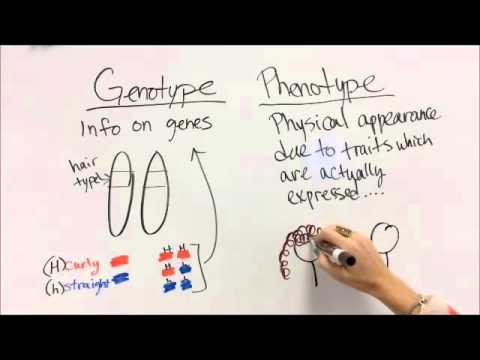 Difference Between Genotype And Phenotype Difference Wiki Difference Between Genotype And Phenotype Difference Wiki