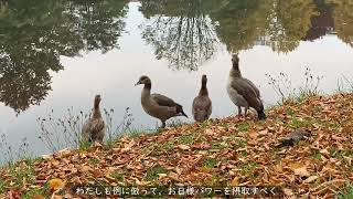 【Autumn in Germany】Art / Strolling in Autumn / Everyday Life Vlog / Saarbrücken Moderne Galerie