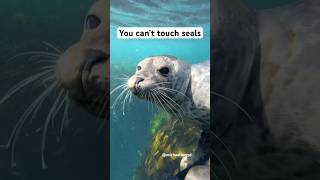 This is why you can’t pet a seal