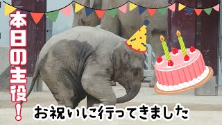 【祝1歳】アルンお誕生日の様子 ① 2021/10/31【上野動物園】