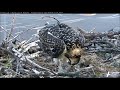 hellgate canyon ospreys ~ l el e tries out a piece of fish july 21 2018