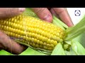 మొక్కజొన్న తో ఎన్నో ఆరోగ్య ప్రయోజనాలు.. amazing health benefits of corn health tips in telugu