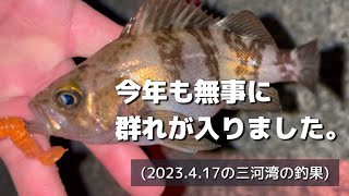 今年もかわいいめばるさんの季節がやってきた…かな？(2023.4.17の三河湾の釣果)