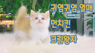 귀염귀염 열매 먼치킨