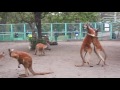 カンガルー サツマvsパンチvsダイスケ