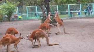 カンガルー サツマVSパンチVSダイスケ