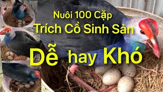 Nuôi 100 Cặp  Chim Trích Cồ Sinh Sản Dễ Hay Khó?