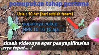 tutorial cara pemupukan di kocor tahap pertama,usia 10 HST #tanaman #semangkainul#pupuk #tepat